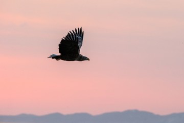 White-tailed eagle in flight, eagle flying against colorful sky with clouds in Hokkaido, Japan, silhouette of eagle at sunrise, majestic sea eagle, wildlife scene, wallpaper, bird isolated silhouette