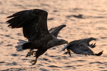 White-tailed eagle in flight with fish plugged from sea at sunrise,Hokkaido, Japan, majestic sea eagle with big claws aiming to catch fish from water surface, wildlife scene,birding adventure