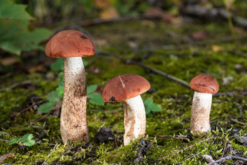 Mushrooms in natural environment