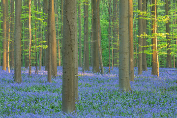trees and bluebells in the forest - 259683172
