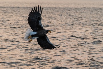 Steller's sea eagle in flight at sunrise, Hokkaido, Japan, majestic sea eagle with big claws aiming to catch fish from water surface, wildlife scene,birding adventure in Asia