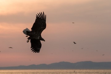 White-tailed eagle in flight sunrise with island in background, Hokkaido, Japan, majestic sea eagle with big claws aiming to catch fish from water surface, wildlife scene,birding adventure in Asia