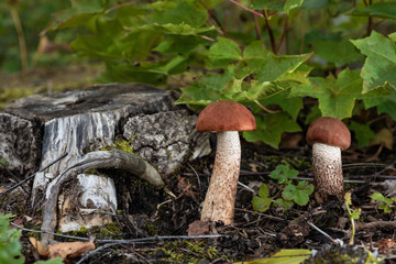 Mushrooms in natural environment