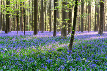 bluebells in the forest - 259683353