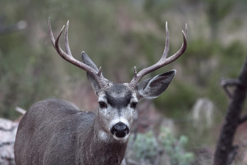 Naklejka premium Male mule deer in autumn in Yosemite Valley in early morning
