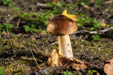 Mushrooms in natural environment