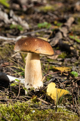 Mushrooms in natural environment