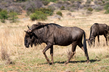 Gnou bleu, Connochaetes taurinus, Parc national Kruger, Afrique du Sud