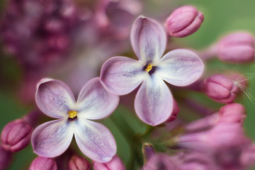 Naklejka na ściany i meble Closeup of two Syringa lilac flowers with four petals
