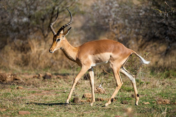 impala, Aepyceros melampus, combat,  Afrique de l'Est