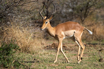 impala, Aepyceros melampus, combat,  Afrique de l'Est