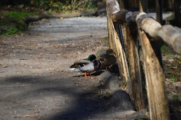 Grunewald, Wilmersdorf, Berlin