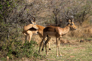 impala, Aepyceros melampus, combat,  Afrique de l'Est