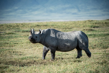 Obraz premium Nashorn im Ngorongoro-Krater