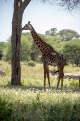 Giraffe im Tarangire Nationalpark