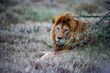 Löwe im Serengeti 
