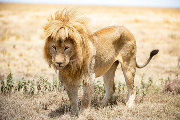Löwe im Serengeti Nationalpark 