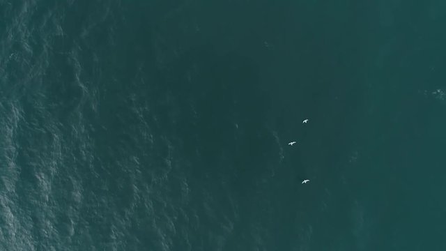 Fly over seagulls above sea. Aerial view seagulls fly low above sea, slow motion. Top view.