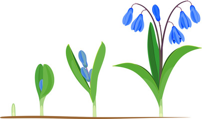Fototapeta na wymiar Life cycle of Siberian squill or Scilla siberica. Stages of growth from green sprout to flowering plant with green leaves and blue flowers