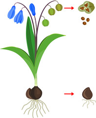 Scheme of vegetative and generative reproduction of Siberian squill or Scilla siberica plant isolated on white background