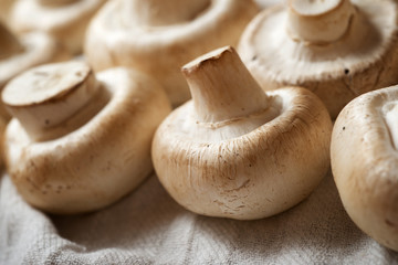 Mushrooms close up
