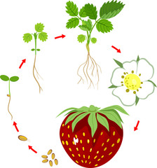 Life cycle of strawberry. Plant growth stage from seed to strawberry plant and ripe berry