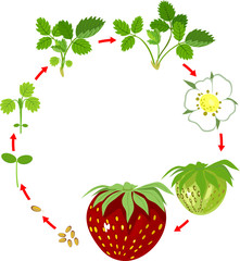 Life cycle of strawberry. Plant growth stage from seed to strawberry plant and ripe berry