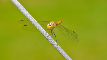 Libelle