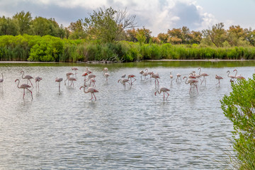 Regional Nature Park of the Camargue