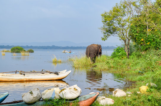 canoe and elephat