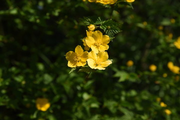Fototapeta premium Japanese kerria (Kerria japonica)