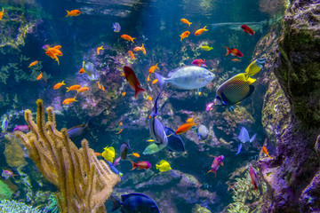 colorful reef fishes © PRILL Mediendesign