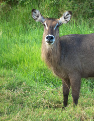 Wasserbock Frontansicht