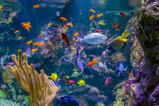 colorful reef fishes