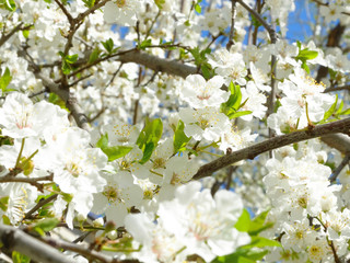Cherry Blossom and Blooming Spring Gardens