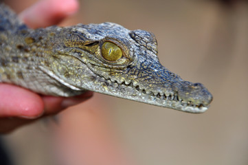 Reptil