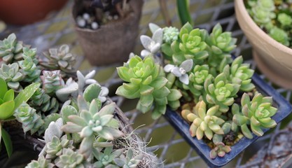 多肉植物の寄せ植え