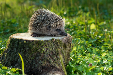 Hedgehog in nature, on the stump © EVGENIY