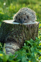 Hedgehog in nature, on the stump © EVGENIY