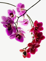 Pink and Red Orchids Branch, Orchid flowers (Orchidaceae), Orchid plants, Isolated on White Background