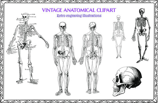 Engraving Set of Vintage anatomical image