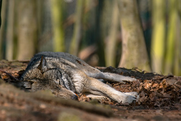 Gray wolf chill and hides in the green leaves forest