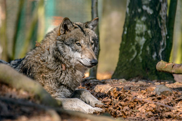 Gray wolf chill and hides in the green leaves forest