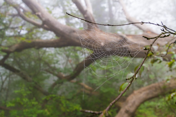 cobweb on wood background