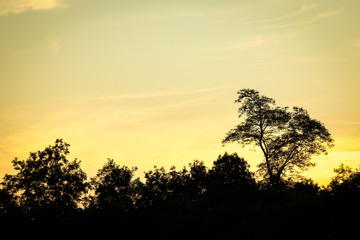 beautiful trees silhouette on nature in park background