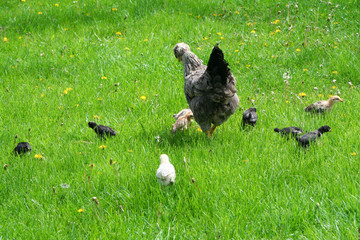 chickens in garden