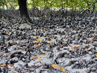 Roots of Mangrove tree on the beach while low tide.