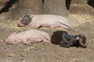 Farm animal piglet young domestic,  pig baby.