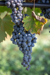 raisin vigne nature rayon grain