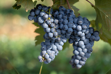 raisin vigne nature rayon grain